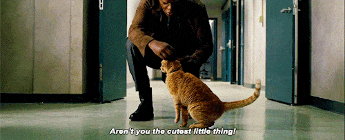 nick-fury-cat-1552033521