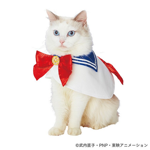 31448983037_4443eb5a4d_z