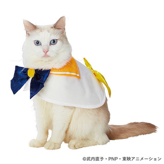 31448983087_70768c0493_z