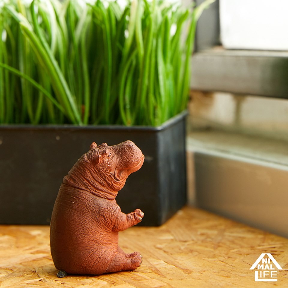 58902238_2321188497963092_1436654410049519616_n