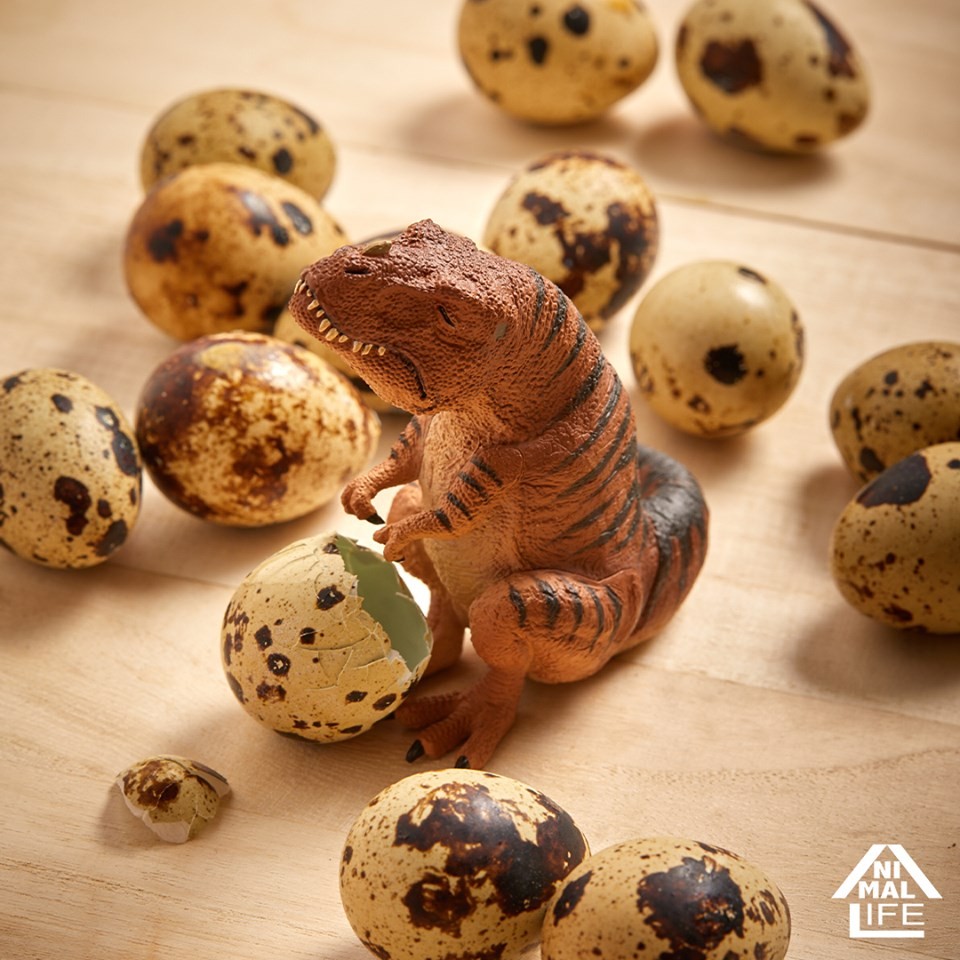 59022668_2321189181296357_7747476950163128320_n