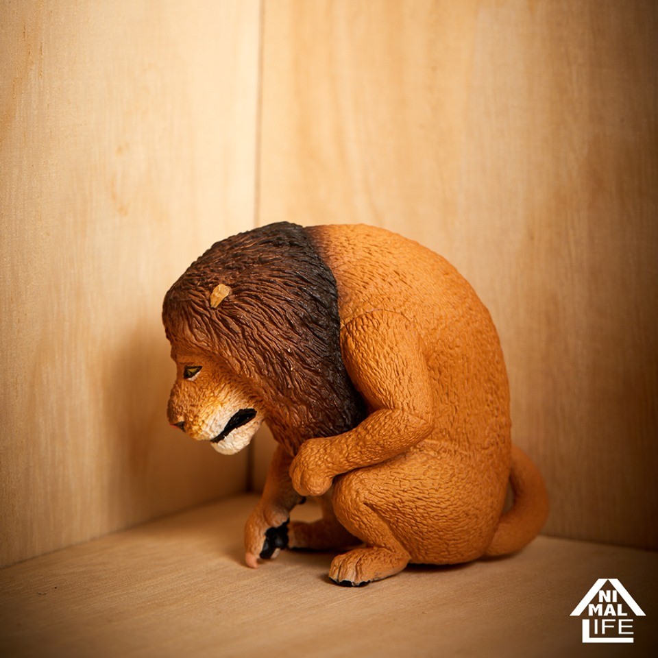 59500995_2321188617963080_707704821041332224_n