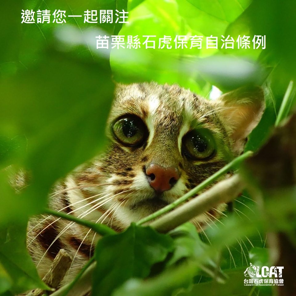 61067324_443601989533776_9176615751560200192_n