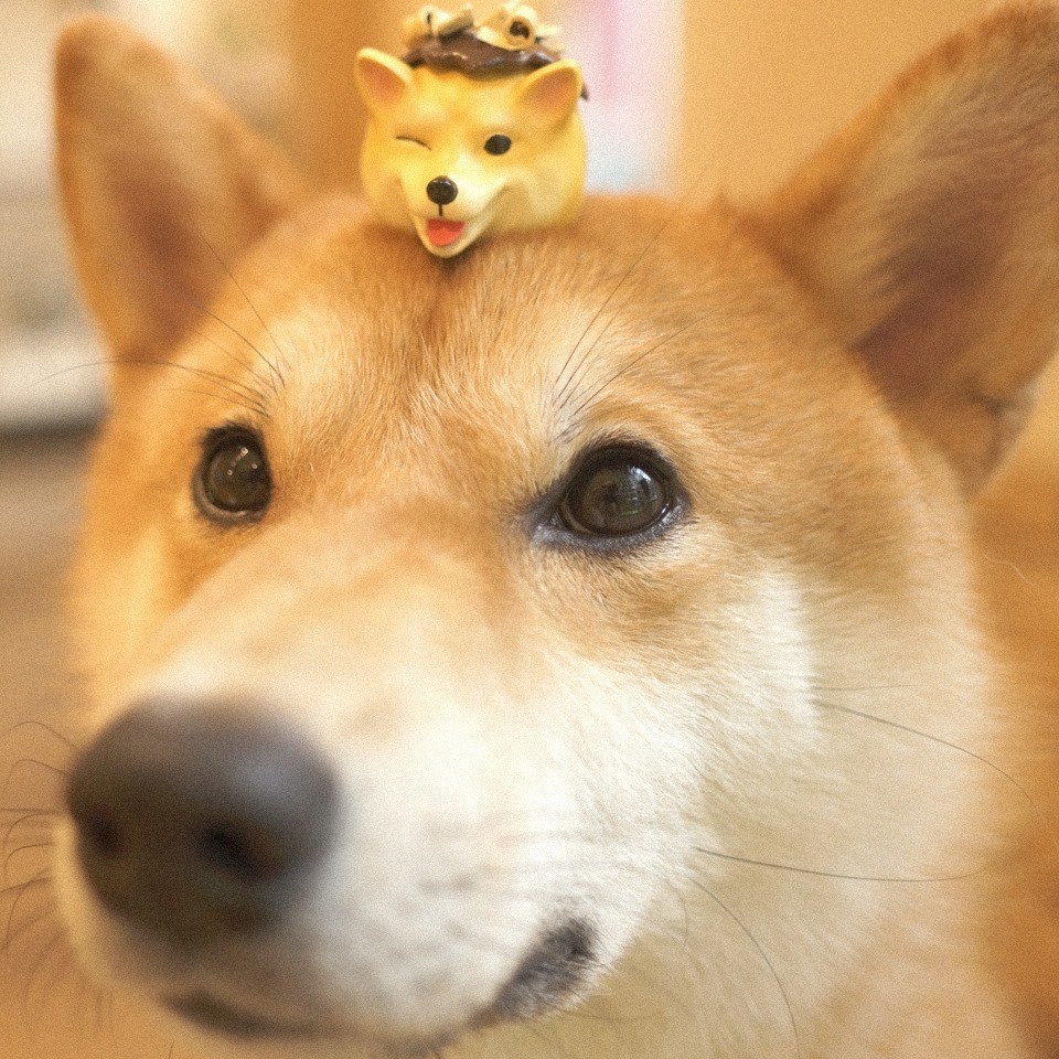 58864940_322043958470491_483301520083779584_n