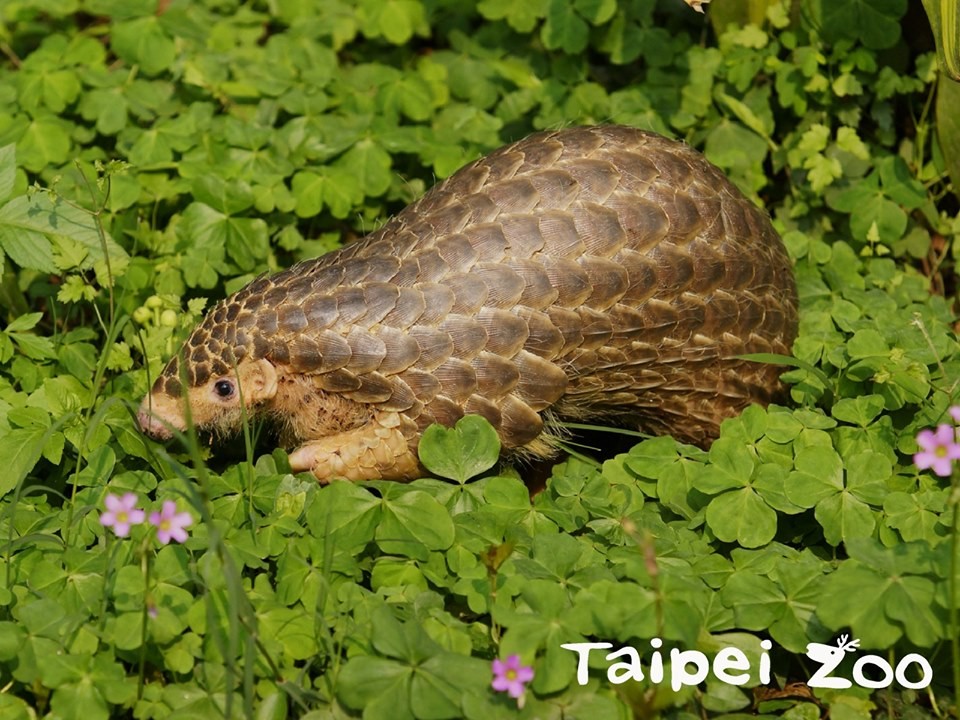 65877912_2596117493766381_2090340379437039616_n