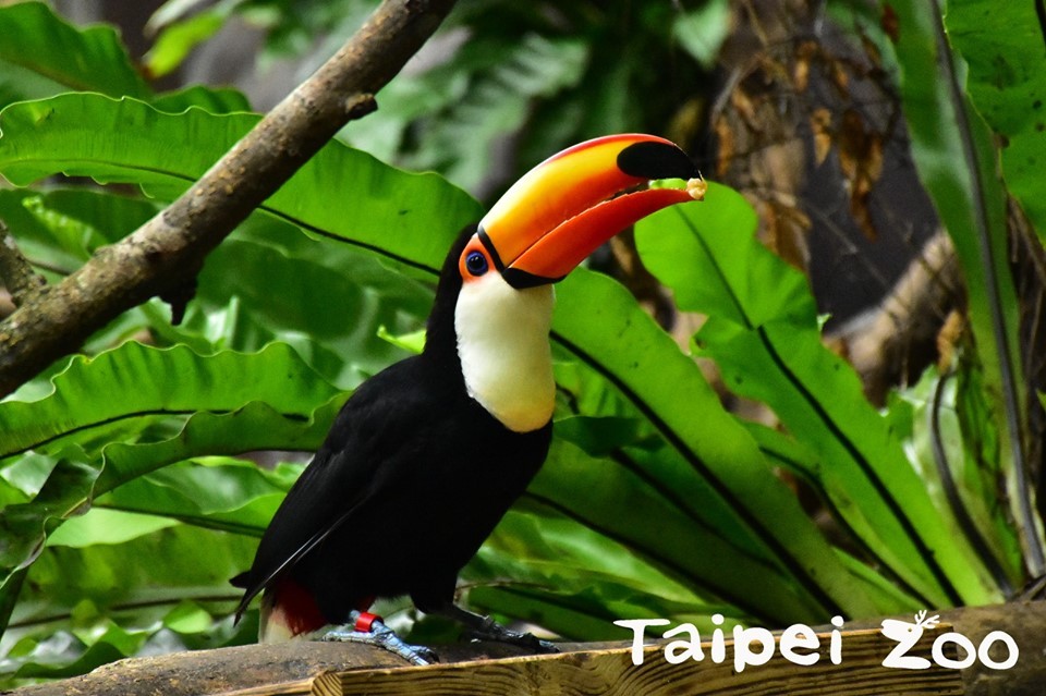 66457854_2596117507099713_4005143336657616896_n