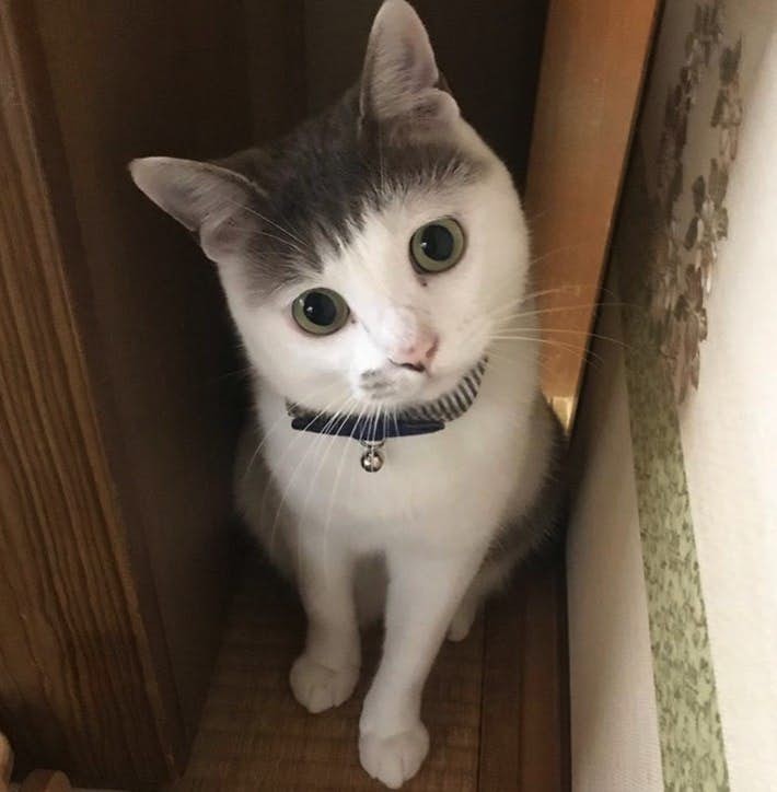 Screen-Shot-2019-07-12-at-5.25.41-PM