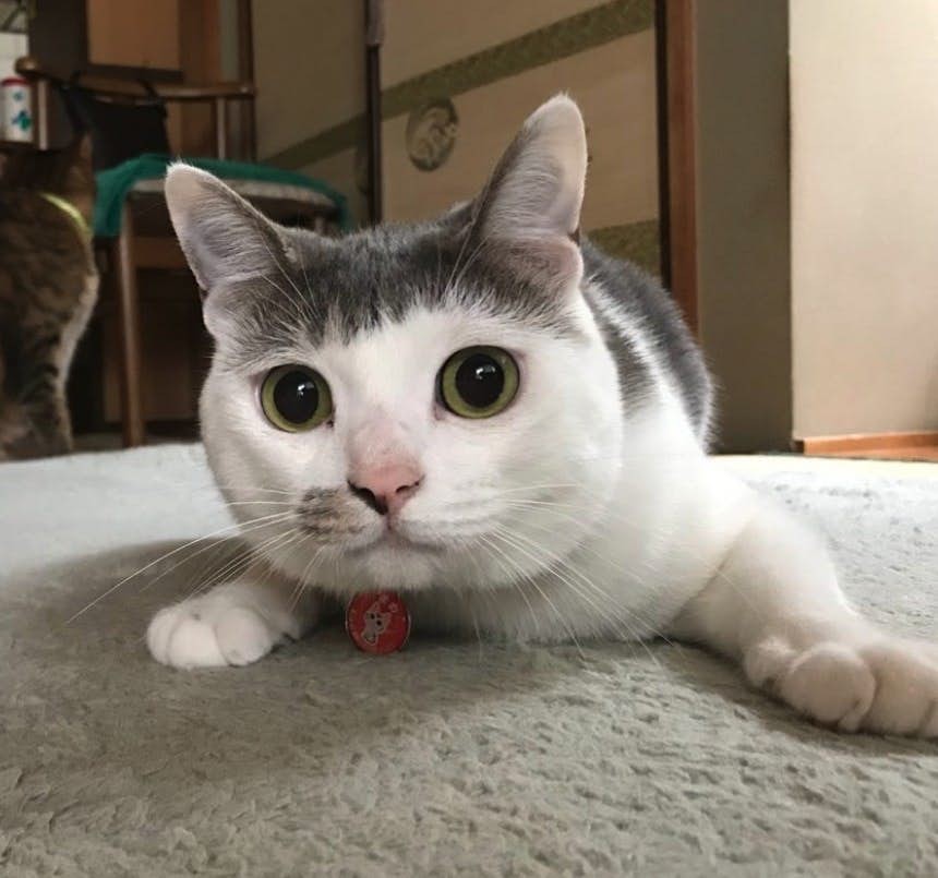 Screen-Shot-2019-07-12-at-5.29.30-PM