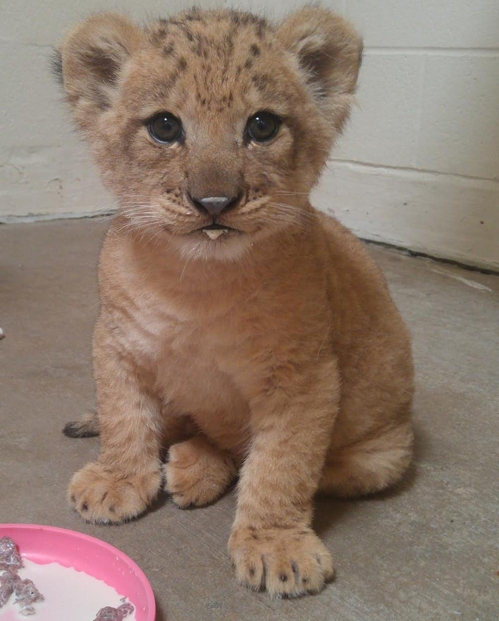 dallaszoo_29402647_185166462277936_4621272999612383232_n