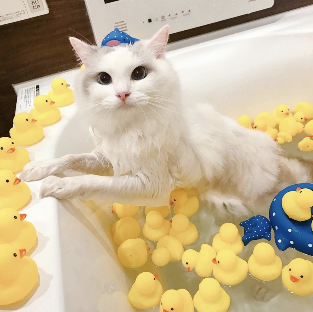 螢幕快照 2019-08-28 下午5.23.28