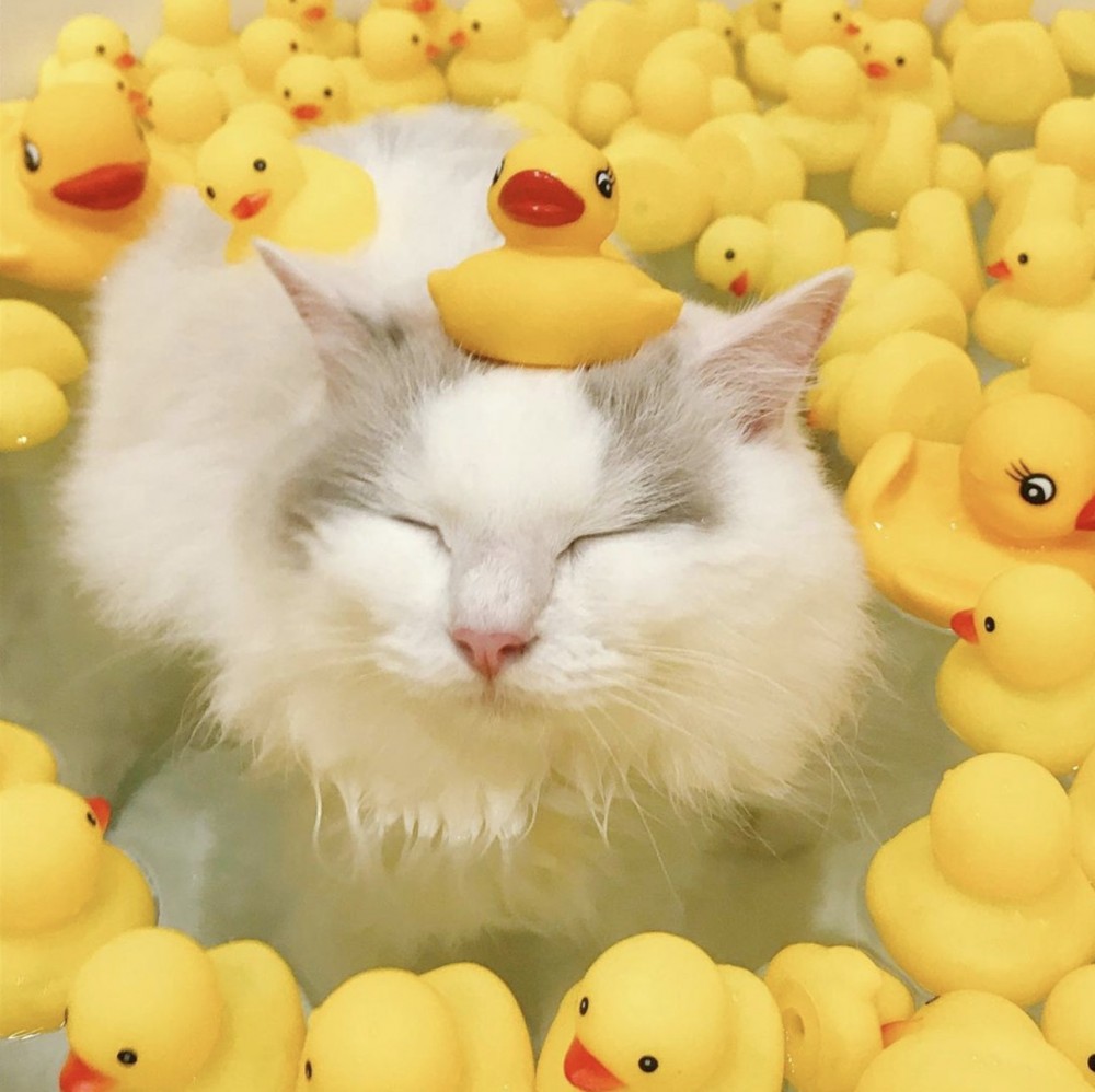 螢幕快照 2019-08-28 下午5.23.45