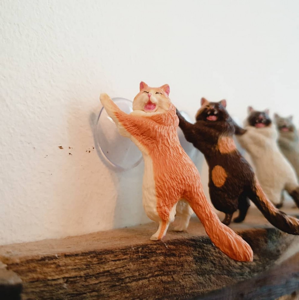 50900082_2340306216203573_1752851065519641883_n