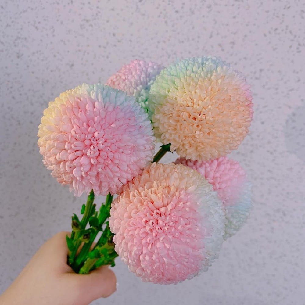 54732119_310342952985741_2403039524656458472_n