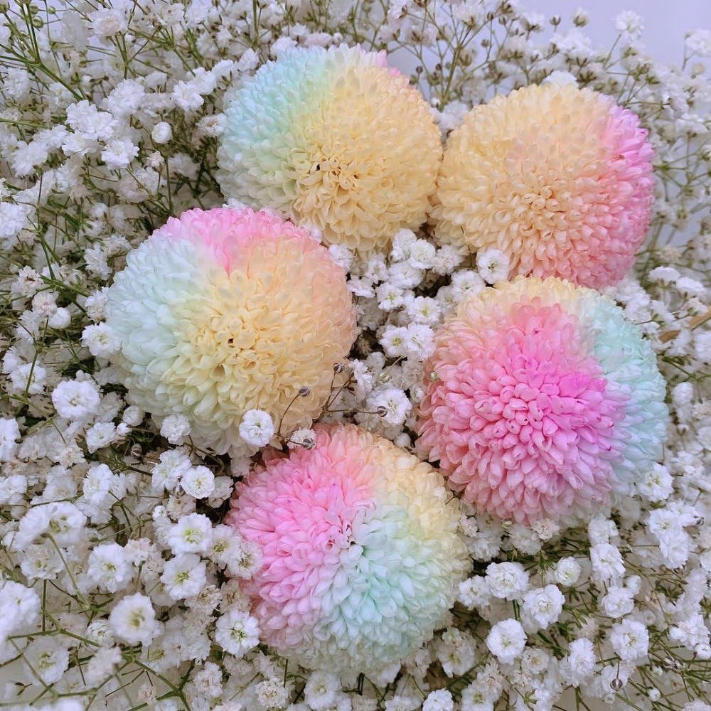 55962005_548147955591604_5184670457039631715_n