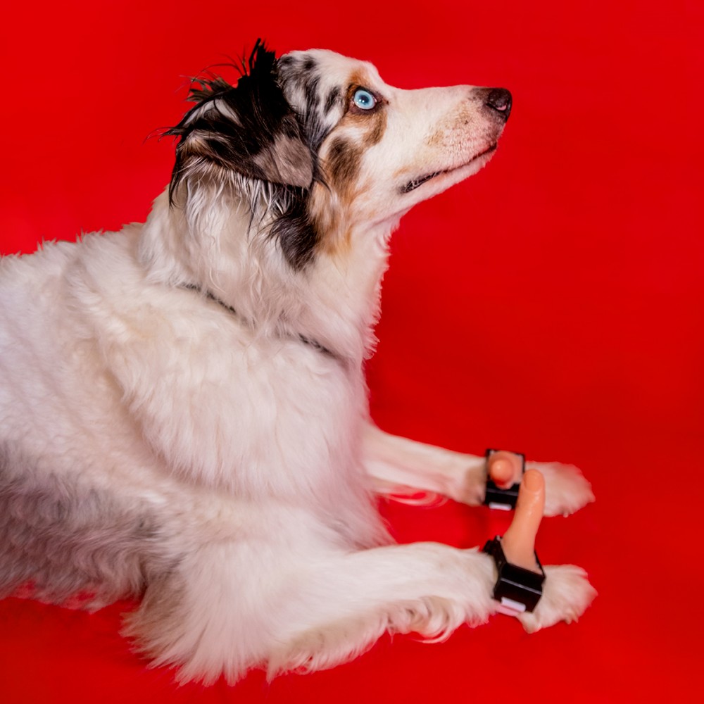Puppy-Thumbs-small