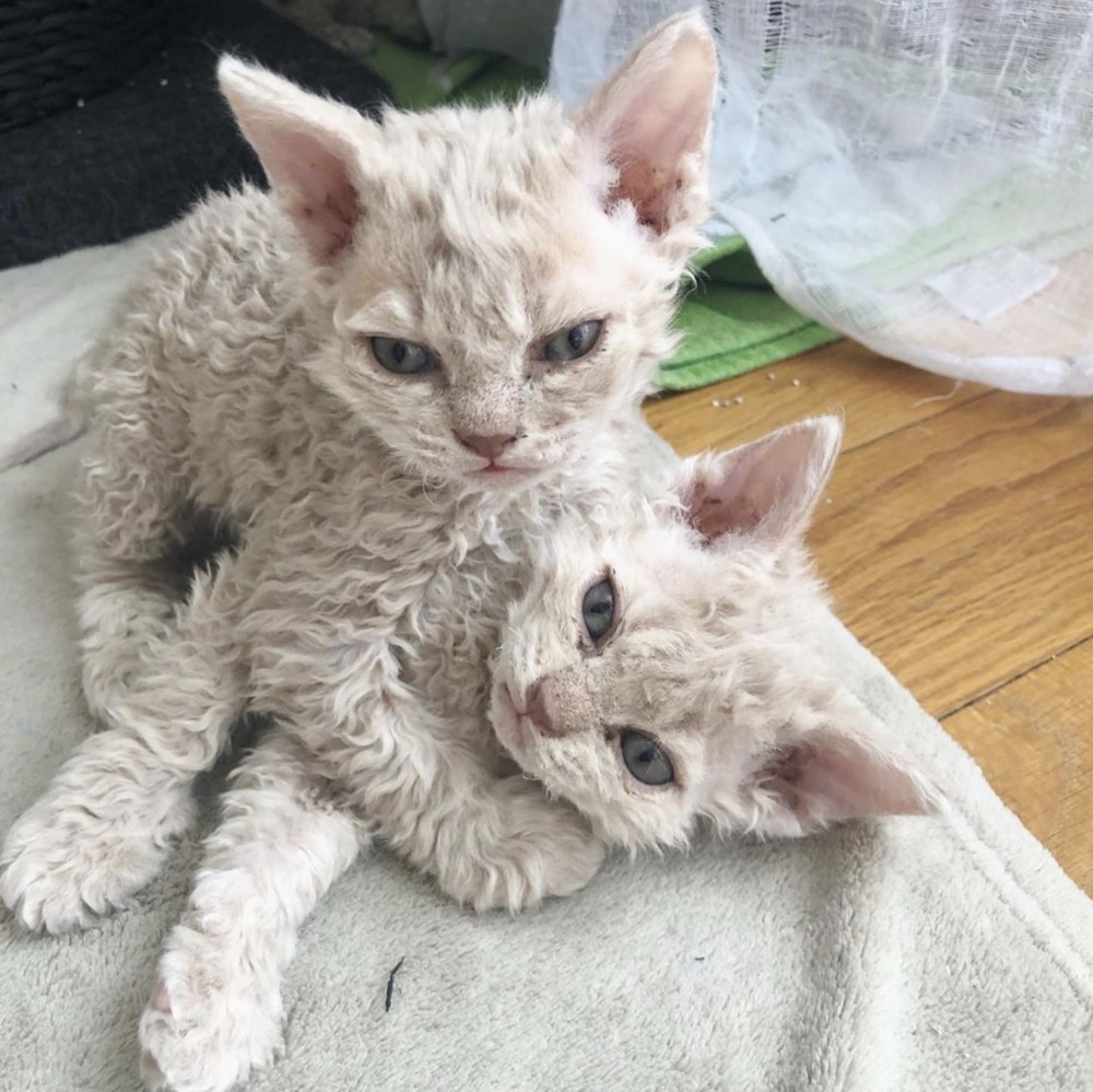 螢幕快照 2019-09-02 下午10.50.23