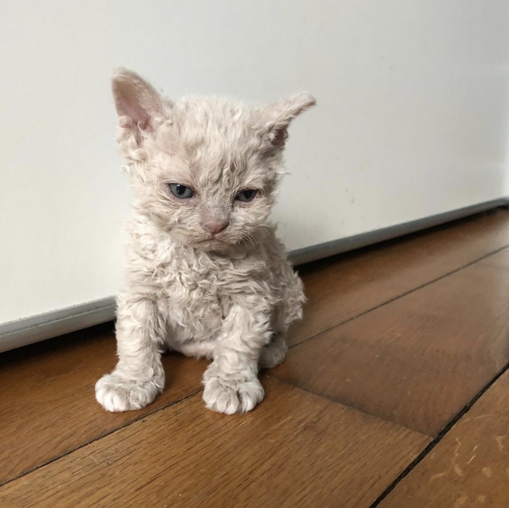 螢幕快照 2019-09-02 下午10.53.54