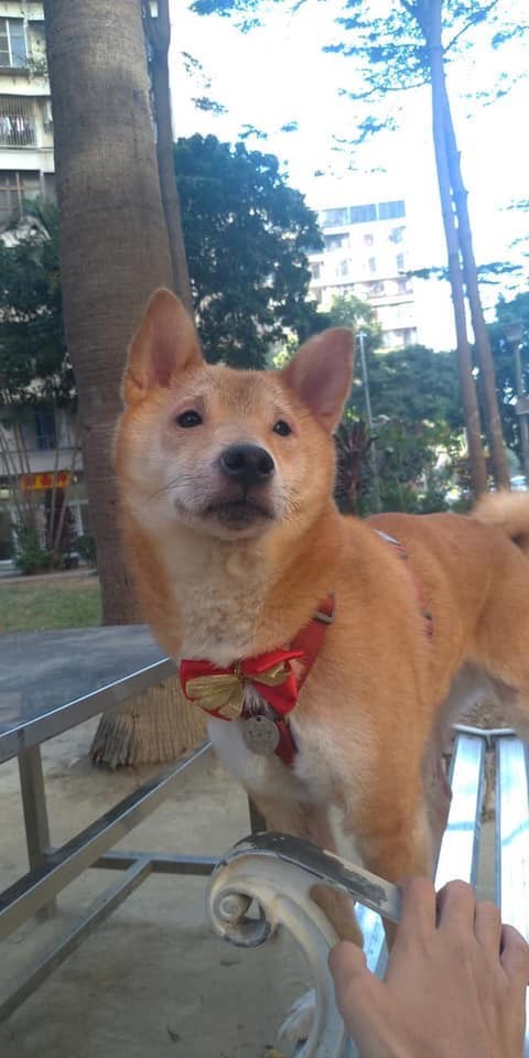 50985274_2019704981470388_9075630814049337344_n