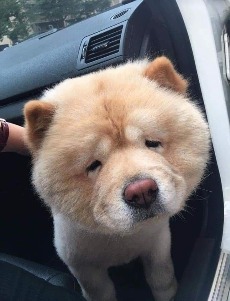 57113068_2373803342853677_2340195746785001472_n