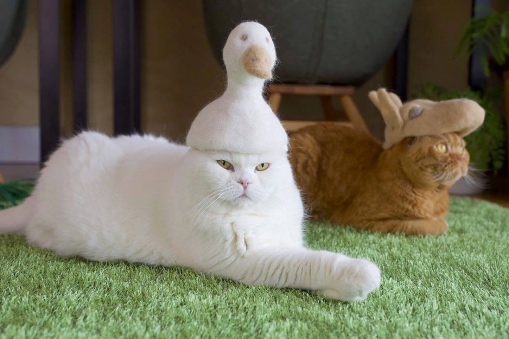 70035310_1111226735753154_8277086524164538368_o