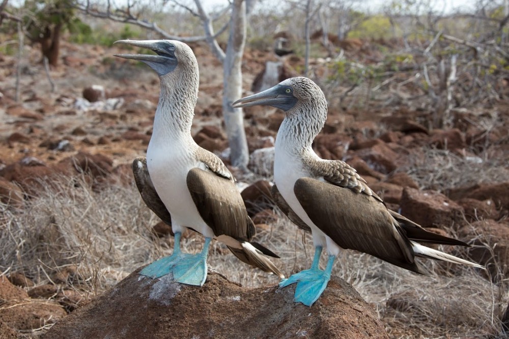 North Seymour Island-26