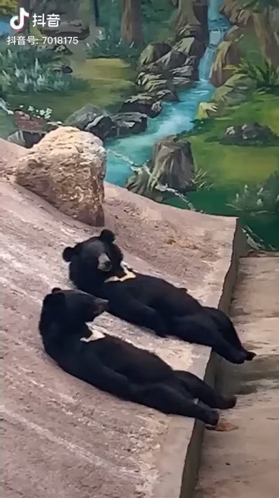 ScreenShot-VideoID-Vl52Y718Mms-TimeS-0