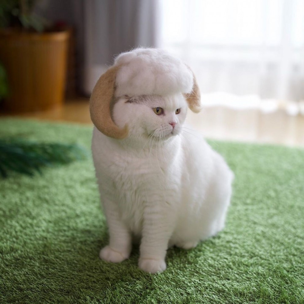 rojiman_67493680_117196396311179_3573050587769626980_n