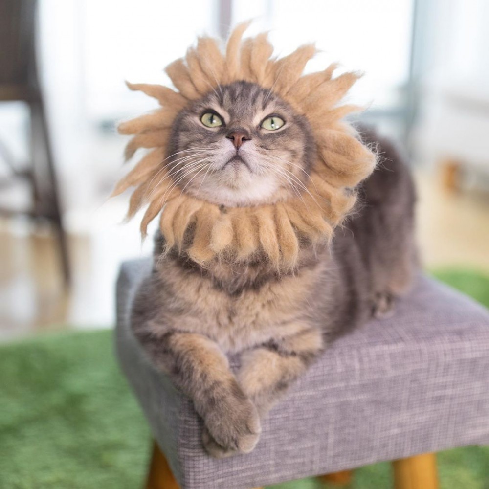 rojiman_67820180_155229072203165_5886161058886756624_n