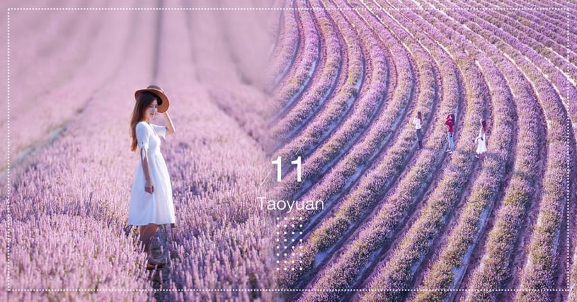 桃園 仙草花節 浪漫登場 5公頃紫爆花海太夢幻 享生活 愛寵物