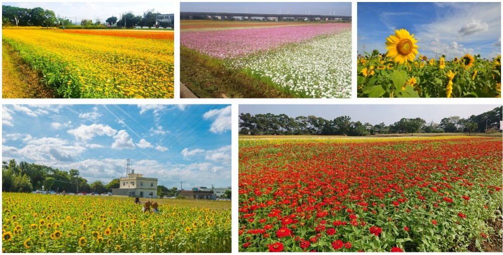 FB @楊梅休閒農業區-2019桃園仙草花節