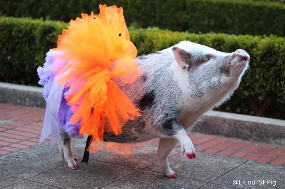 IG@lilou_sfpig