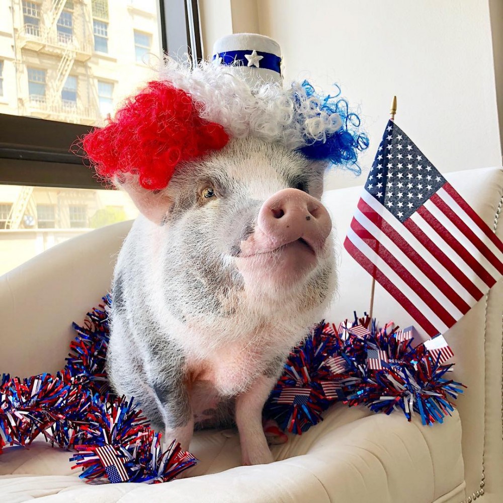 IG@lilou_sfpig