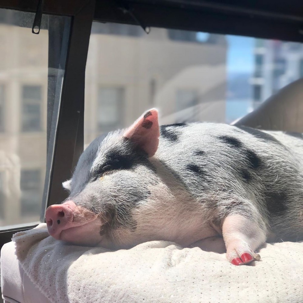 IG@lilou_sfpig