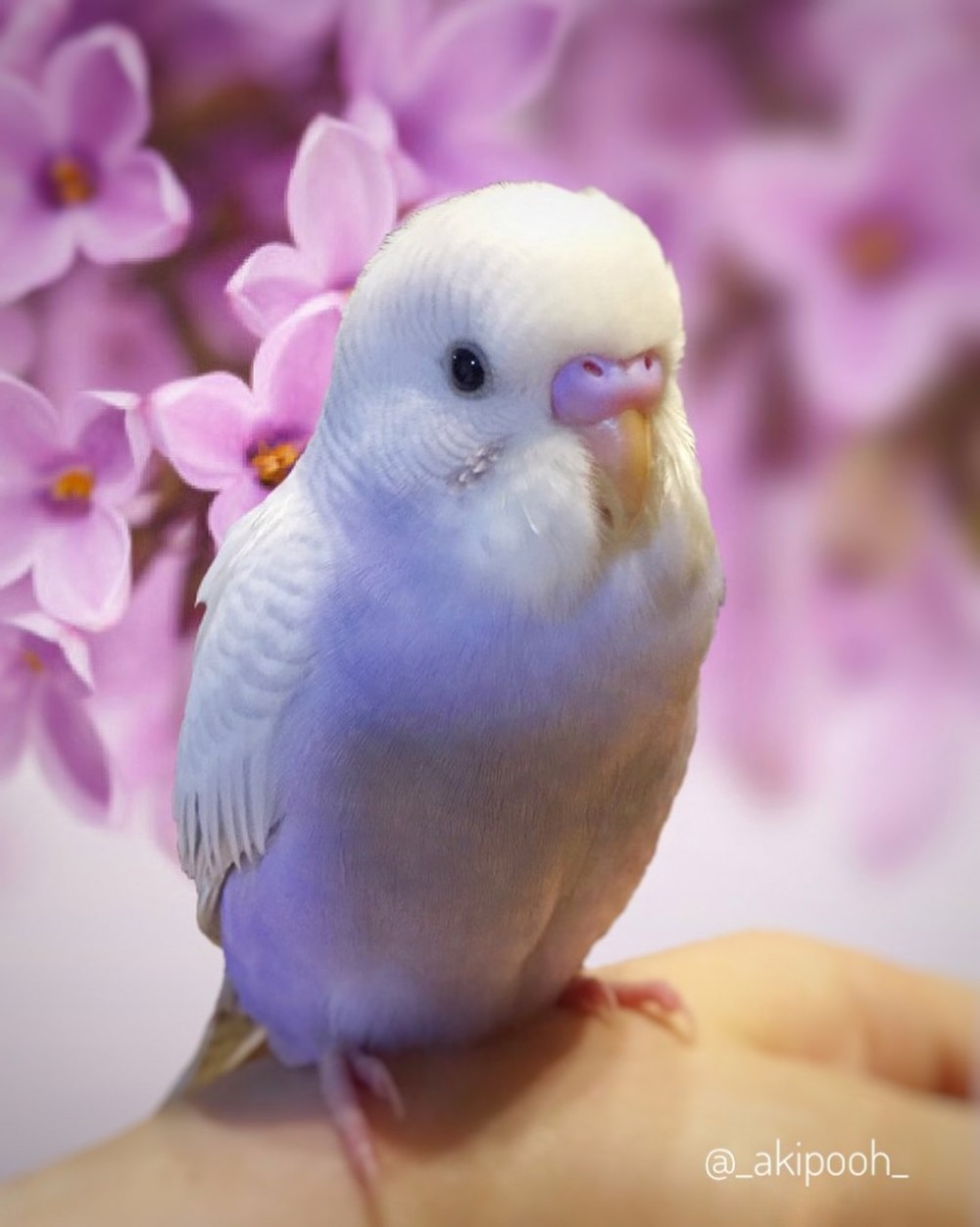 IG @_akipooh_
