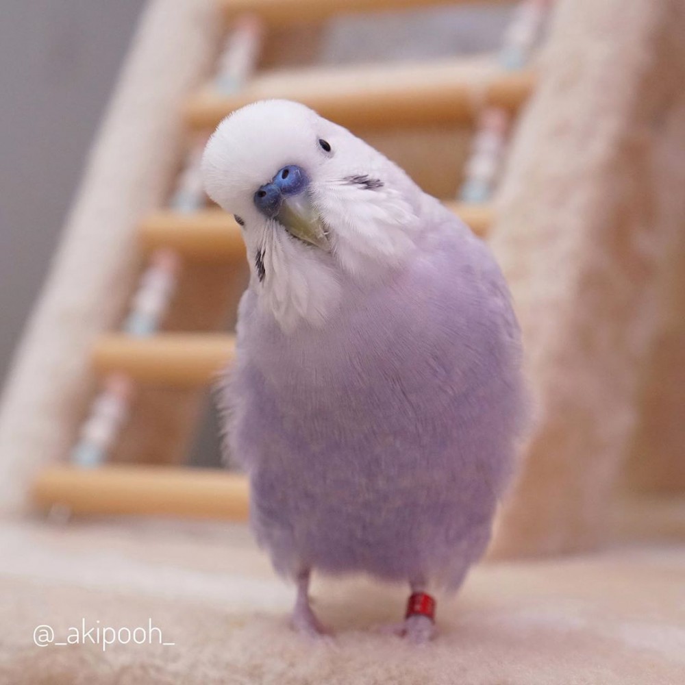 IG @_akipooh_