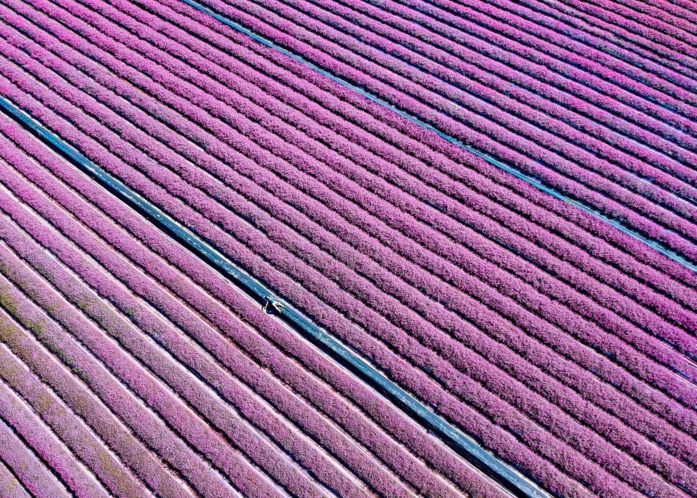 FB @楊梅休閒農業區-2019桃園仙草花節