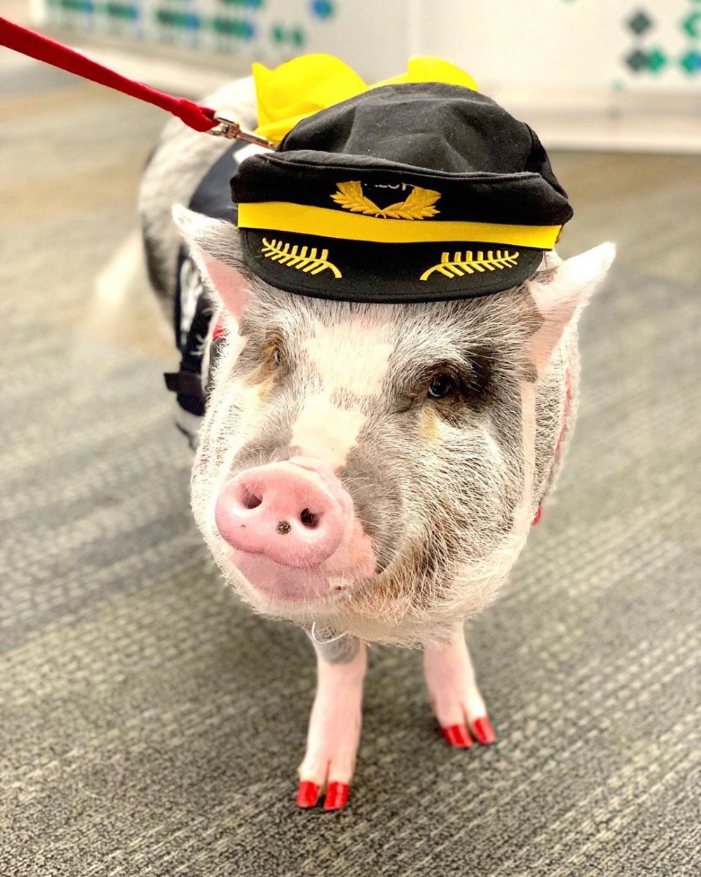 IG@lilou_sfpig