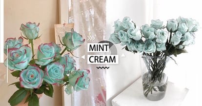 年最美玫瑰花誕生 韓妞正夯 冰晶紅邊薄荷薔薇 告白送這束成功率提升300 Girlstyle 台灣女生日常