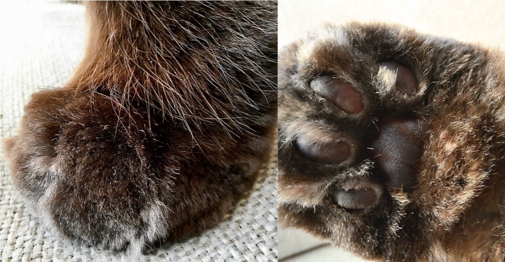 Samsung Galaxy A系列