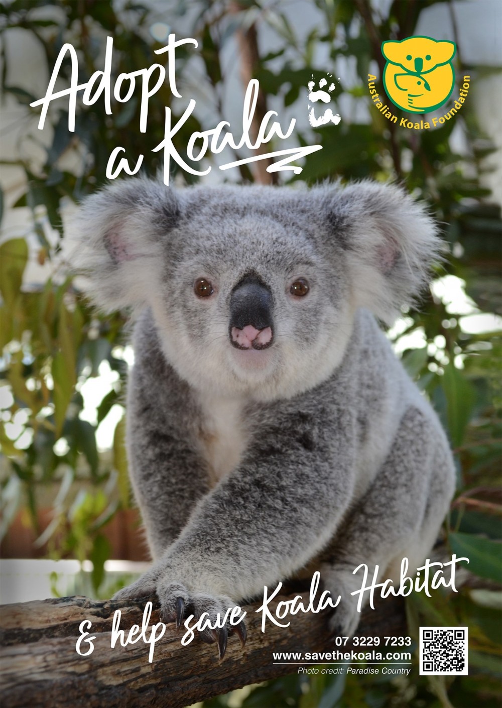 Australian Koala Foundation