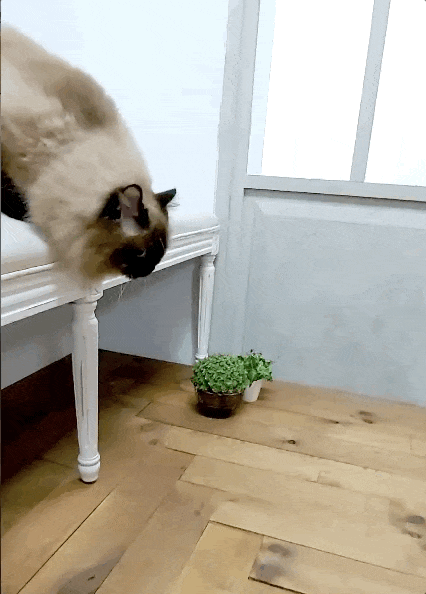 Samaung A系列手機