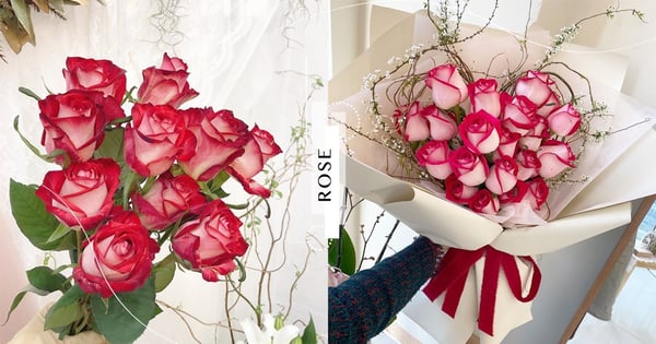 收到這束玫瑰就點頭嫁啦!韓妞正夯「莓果綴紅邊玫瑰花」~捧在懷裡讓你女神氣勢擋也擋不住