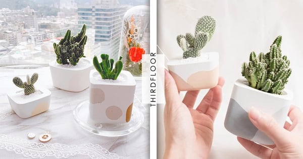 春日想脫單就靠這盆!「貓盆栽 x 開運多肉植物」讓你財運、桃花一起來~貓奴還可以跟著主子花色挑選呦