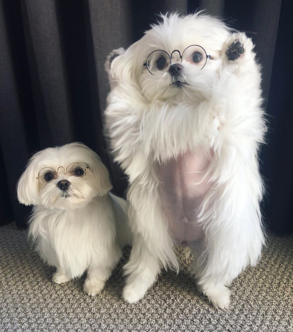 IG@cocothemaltesedog