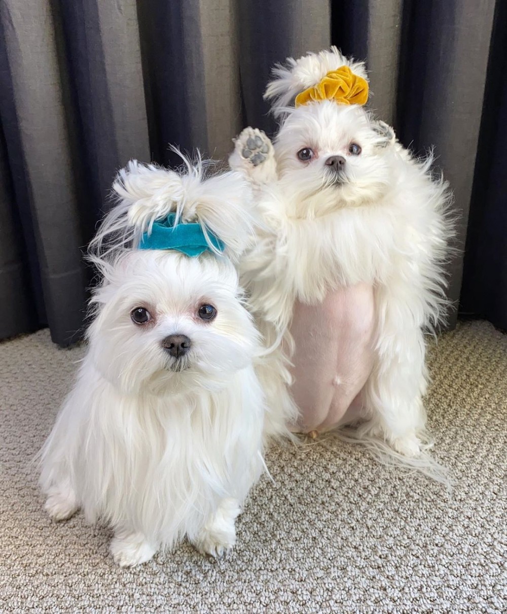 IG@cocothemaltesedog