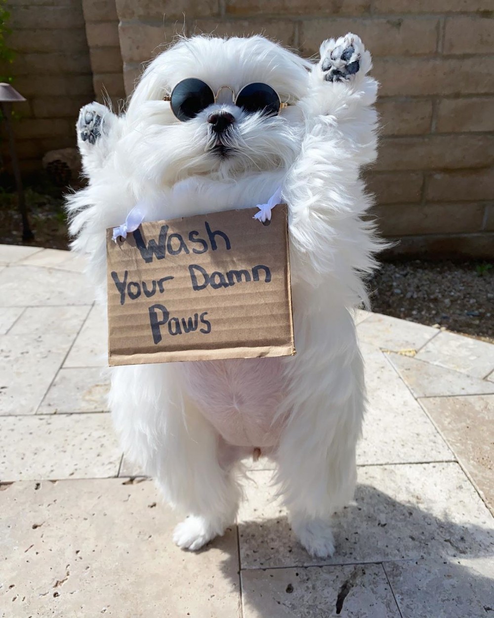 IG@cocothemaltesedog