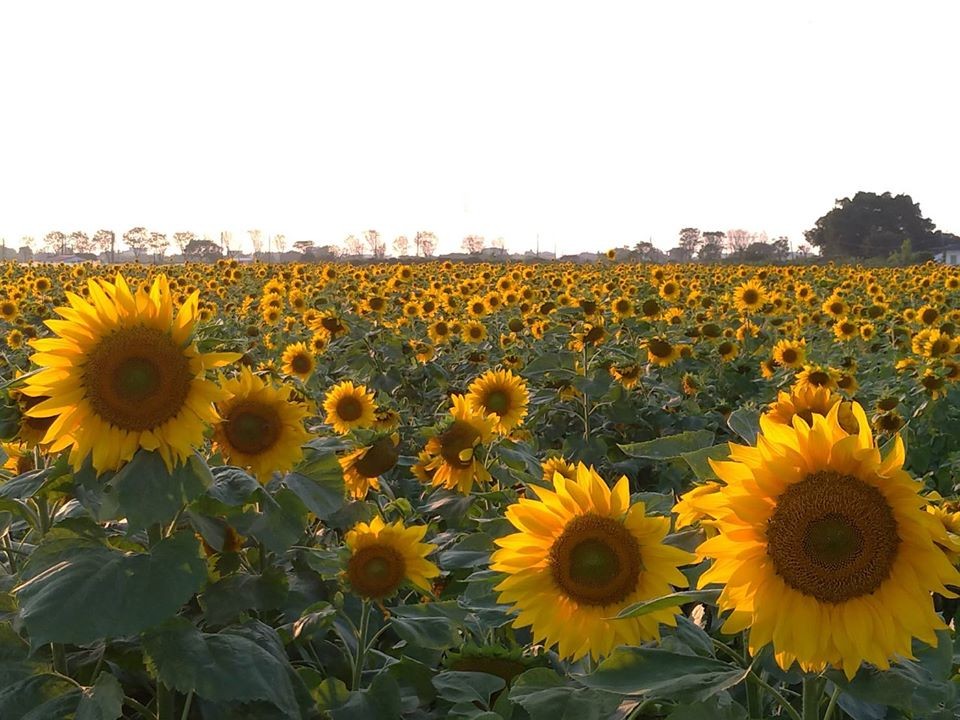 FB@臺南市新營區公所