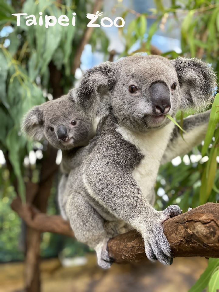 FB@TaipeiZoo