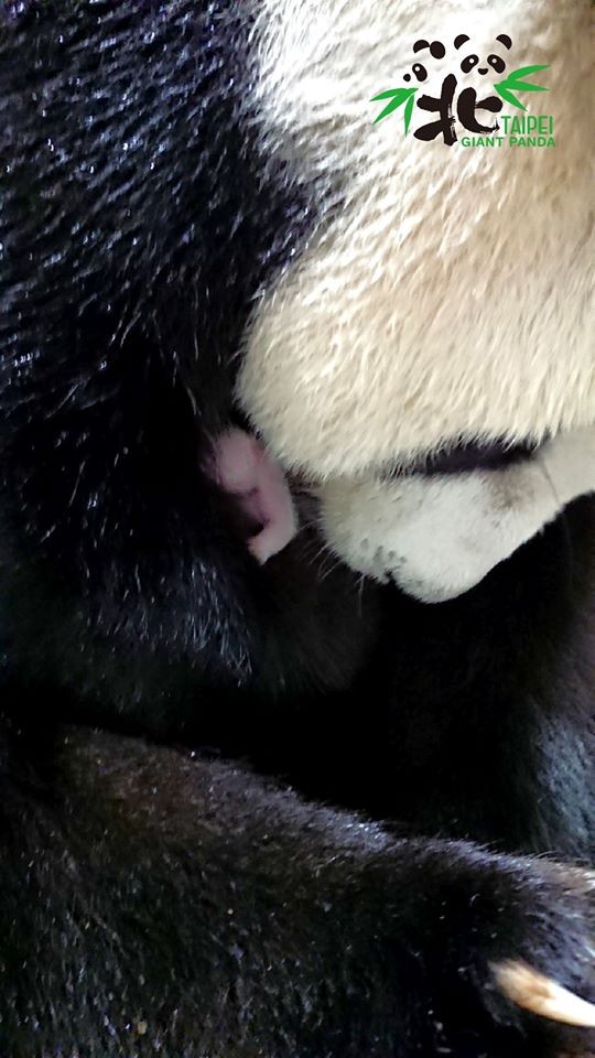 FB@ Taipei Zoo 臺北市立動物園