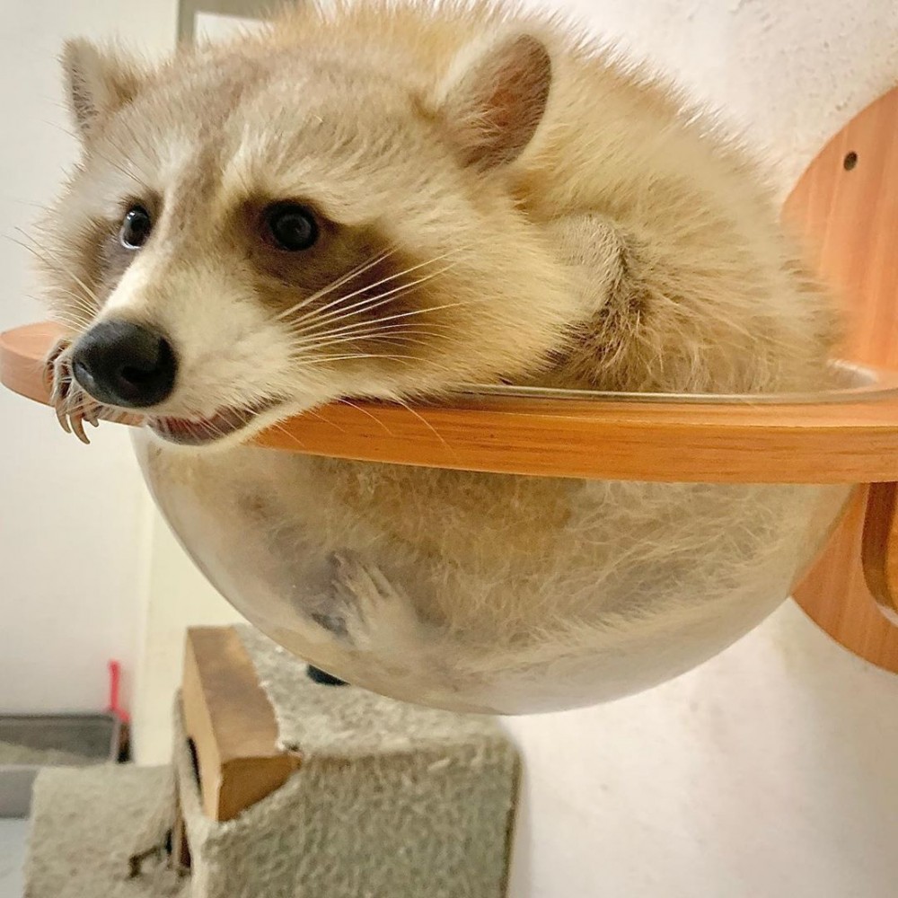 IG@9000km_raccoon_coffee